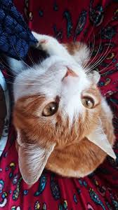 Baldan Tatli Kedi Fotografcilik