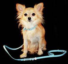 Chihuahua Bling Cute Animals Chihuahua Love I Love Dogs