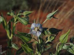 Image result for Trichodesma zeylanicum