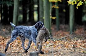 Image result for český fousek stavba těla