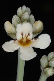 Image result for Acanthaceae