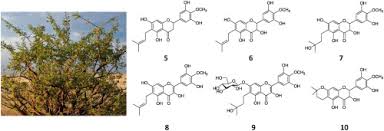 Image result for Commiphora pedunculata