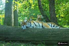 Watchful Eye Of The Tiger Photograph From The Zoo Tumblr Com Blog Allysart Animals Beautiful Famous Places Big Cats