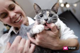 Nails can also grow back a bit deformed if there has been some sort of trauma to the nail bed, such as when the dew claw has been caught in something whenever you trim your cat's nails remember to make the whole experience rewarding by having treats at the ready. Why Does The Cat Bite And Kick Understanding Your Cat S Behaviour