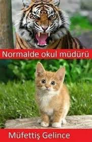 Kedi Sevenler Topluluk Google Google Kedi Sevenler Topluluk Hayvan Fikralari En Komik Alintilar Komik Seyler