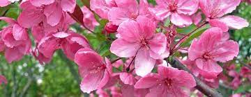 Maybe you would like to learn more about one of these? Prairie Fire Crabapple Tree