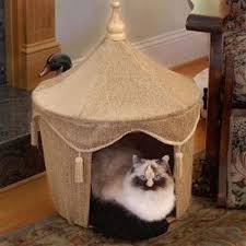 Cats Home1 Kedi Evi Kedi