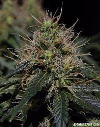 Make a note of the small leaves that stick out of the buds; One Blade Leaves In Flowering Cycle 420 Magazine
