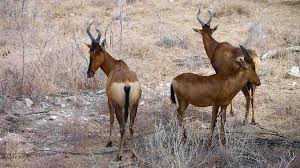 Check spelling or type a new query. 30 Grunde Warum Der Etosha Nationalpark Tierischen Spass Macht Passenger On Earth