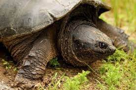Baiting snappers into a funnel cage seems to be the most reliable way of removing them from your pond. Snapping Turtle Control How To Get Rid Of Turtles In My Yard