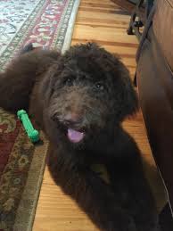 The puppy cut, also known as a teddy bear cut, is a standard, trimmed style that looks great and cute on many breeds of fluffy dogs, including doodles. Doodle Haircut Styles And Options