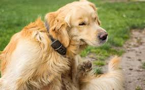 Maybe that beautiful hair that was so thick is looking a tad thin these days. How Do I Know If My Dog Has Fleas Adams