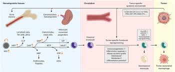Leukemia is a type of cancer found in your blood and bone marrow and is caused by the rapid production of abnormal white blood cells. Frontiers Systemic Reprogramming Of Monocytes In Cancer Oncology