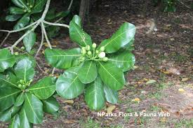 Image result for Barringtonia asiatica
