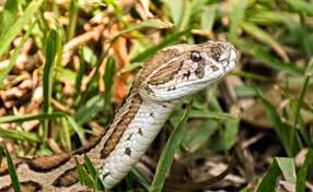 Top 30 Des Serpents Les Plus Venimeux Du Monde Continent Par Continent