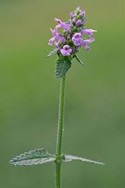 Image result for Stachys