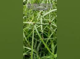 Image result for Kyllinga appendiculata
