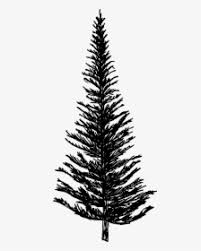 Dieses & viele weitere englische bücher versandkostenfrei bei thalia bestellen! Fir Tree Drawing Pine Tree Clipart 4 Hd Png Download Kindpng