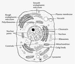 We would like to show you a description here but the site won't allow us. Both Plant And Animal Cell Cell Wall Animal And Plant Free Transparent Clipart Clipartkey