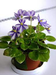If you have extra plants or suckers you may wish to trade or sell, pm me. Pin On Plants African Violets