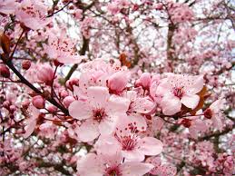 Gambar animasi bergerak bunga sakura gugur download now dian yang tak kunjung padam aneka animasi bunga sakura bergerak download now gambar kartun pohon sakura bestkartun download now koleksi dp bbm bergerak bunga sakura kumpulan gambar meme lucu download now hewan lucu 2016 animasi bergerak bunga sakura berguguran images download now gudang. Sering Salah Ini Dia Perbedaan Antara Bunga Sakura Persik Dan Plum Liburan Ke Jepang