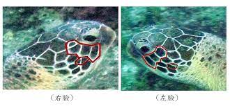 海龜左右臉鱗片 green sea turtle turtle sea turtle