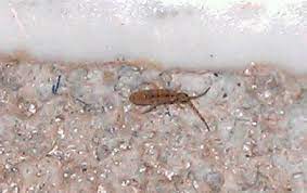 No, but they are a supreme nuisance because of their large numbers. Springtail Infestations And Where To Treat