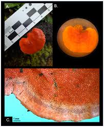 Image result for Pycnospora