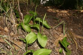 Image result for Ophioglossum gomezianum