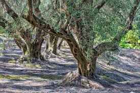 Wikipedia Picture Of The Day On October 1 2020 Olive Grove Near Agii Douli Corfu Greece In 2020 Growing Olive Trees Olive Tree How To Grow Olives