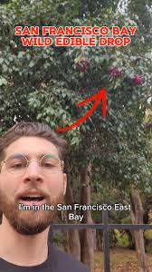 Ima call it Styrofoam berry #alamedacounty #oakland #berkeley