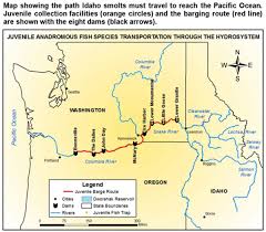 The columbia river is tidal up to bonneville dam, meaning the water level rises and falls. Barging Juvenile Salmon And Steelhead Through The Columbia And Snake Rivers Westernbass Com