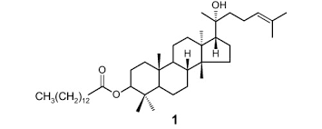 Image result for Eriocoelum microspermum