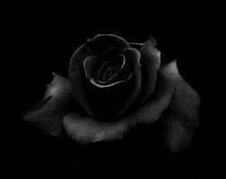 Discover (and save!) your own pins on pinterest Obsidian Rose Perfume Black Rose Flower Rose Flower Wallpaper Rose Wallpaper
