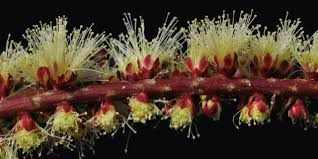 Image result for Barleria galpinii