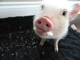 Pin On Living With A Pet Mini Pig