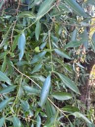 Image result for Coptosperma