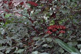 Image result for Leea guineensis