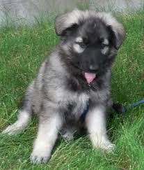 We did not find results for: Shiloh Shepherd Dog Puppies For Sale Shiloh Shepherd Dog Shiloh Shepherd Shiloh Dog