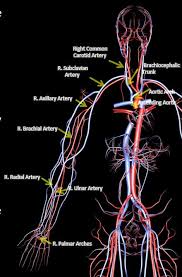 The Vessels Of Blood Circulation Scientist Cindy