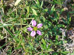 Image result for Fagonia isotricha