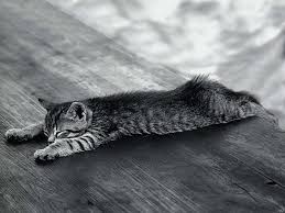 Pin On Catchin Some Zzzzzzz S