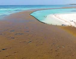 (alga marina) gulfweed n noun: Another Massive Amount Of Sargasso Is Approaching The Mexican Caribbean Repeating Islands
