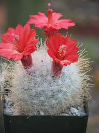 The best time for transplanting a cactus is between august and october. Mammillaria Senilis Cactus Plant Cactus Plants Blooming Cactus Cactus Flower
