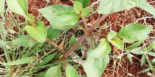 Image result for Acanthospermum australe