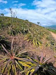 San Juan piñas Oaxaca #piña #flordepiña #oaxaca #mixteca #comparte  #sanjuanpiña