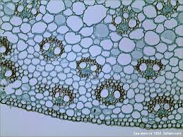 Plant cell model on black background. Bright Field Microscopy Wikipedia