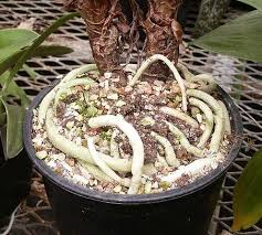 Image result for Cryptostephanus