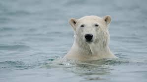 Maybe you would like to learn more about one of these? Polar Bear Behavior Polar Bears International