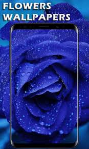 Most beautiful flower hd wallpaper image pictures and free download. Beautiful Flowers Hd Wallpapers 4k Hd Wallpaper Fur Android Apk Herunterladen
